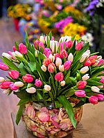 100 טוליפים 100 טוליפים